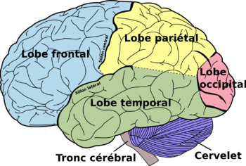 schéma des différents lobes du cerveau