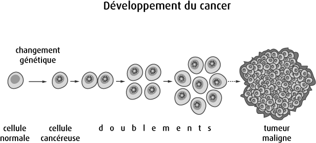 Schéma de la formation d'une tumeur