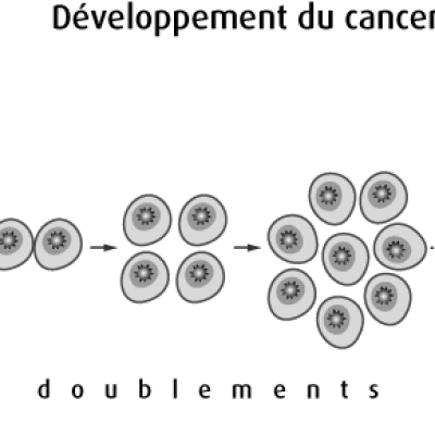 Schéma de la formation d'une tumeur