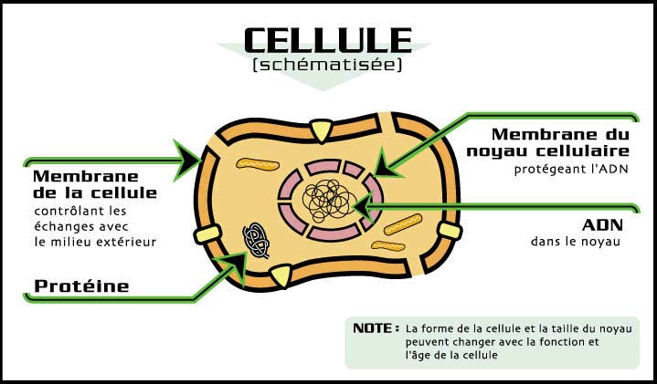 Schéma d'une cellule humaine