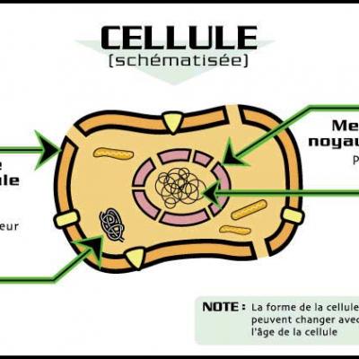 Schéma d'une cellule humaine