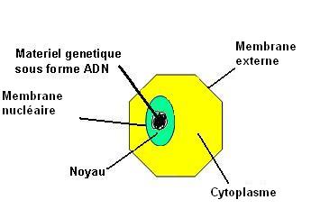 Schéma simplifié d'une cellule humaine