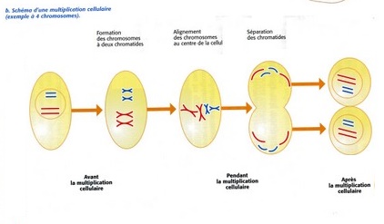 Schéma de la division cellulaire