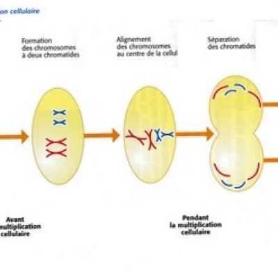 Schéma de la division cellulaire