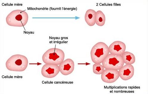 Division cellulaire